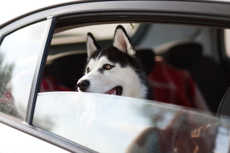 Husky schaut während der Autofahrt aus dem Fenster