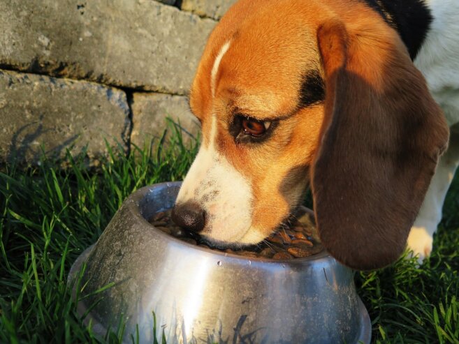 Hund frisst Futter aus dem Napf