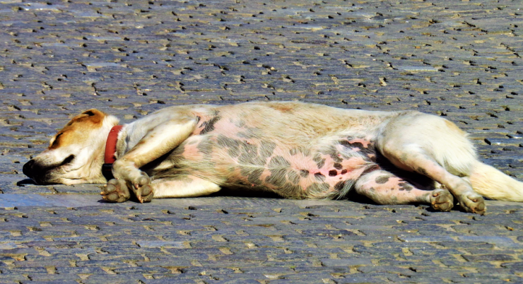 Müder Hund liegt auf dem Boden – mögliches Anzeichen für Giardien beim Hund
