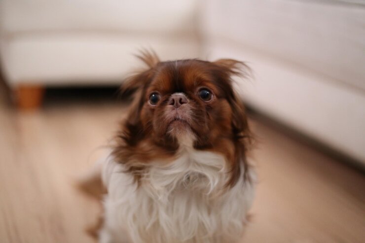Ängstlicher Hund schaut verunsichert – so lässt sich ein Hund an Silvester beruhigen