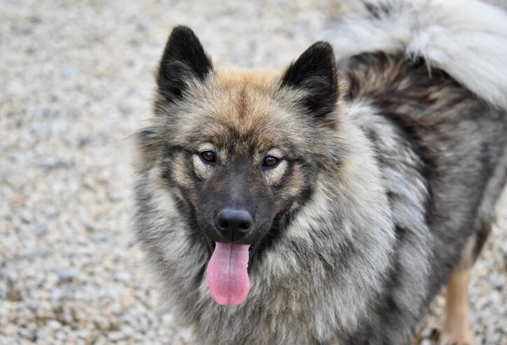Hund hechelt mit herausgestreckter Zunge