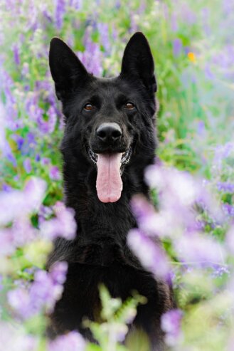 Porträt eines schwarzen Deutschen Schäferhundes zwischen lila Wiesenblumen