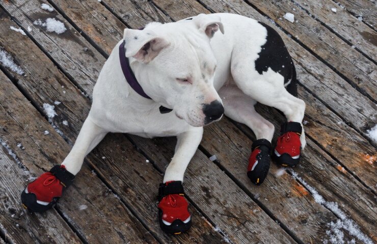 Hund mit roten Schuhen als Pfotenschutz im Winter
