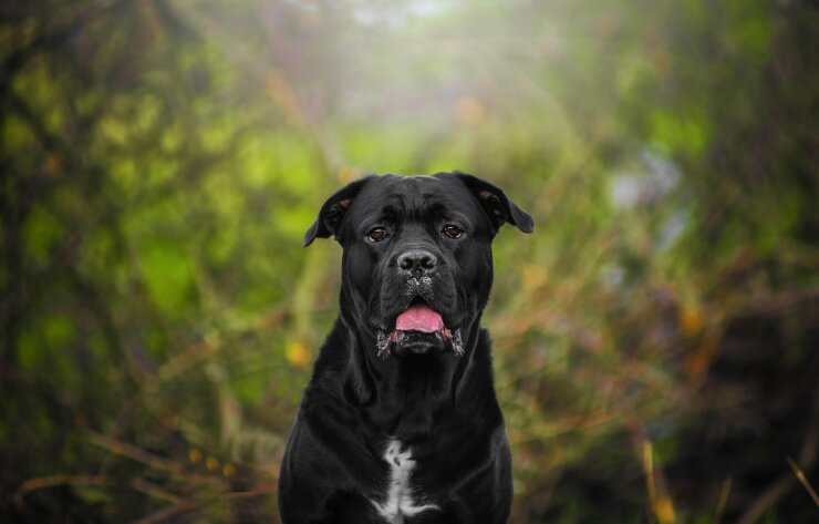 Hund mit traurigem Blick vor dem Napf – mögliche Anzeichen für Appetitlosigkeit