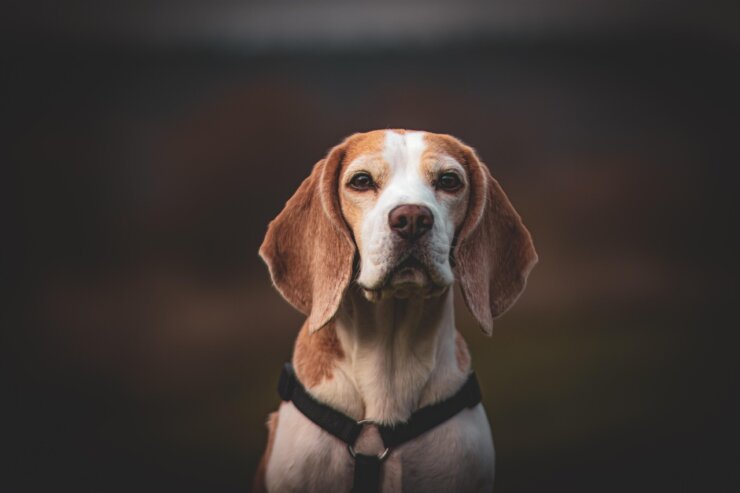 Beagle läuft über eine Wiese – Rückruf trainieren