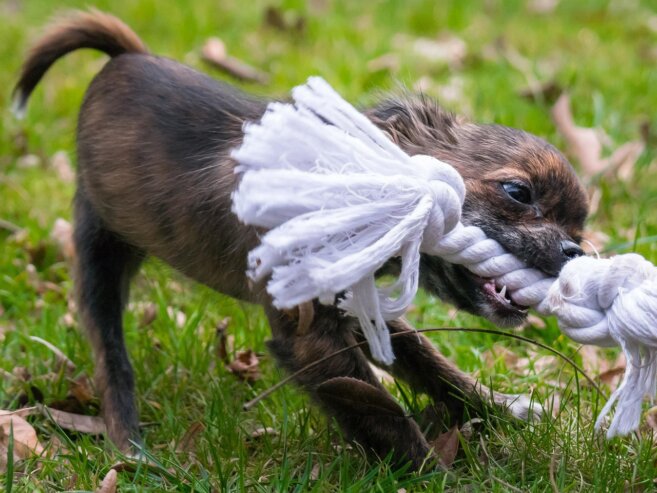 Chihuahua-Welpe beißt in ein Seilspielzeug – so lenkst du das Beißen um